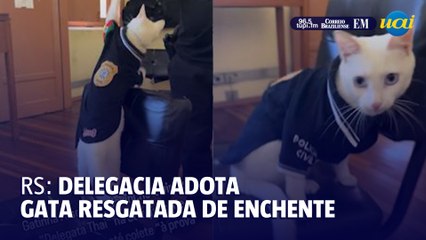 Gata resgatada em enchente no RS é "contratada" em delegacia