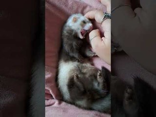 Micro Ferret Enjoys Head Massage from Owner