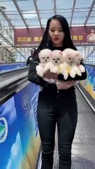 Lovely Pomeranian adventures in public 😂 _shorts