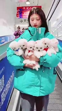 Fluffy Pomeranian puppies are pure cuteness in action _shorts