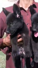 Black German shepherd puppies