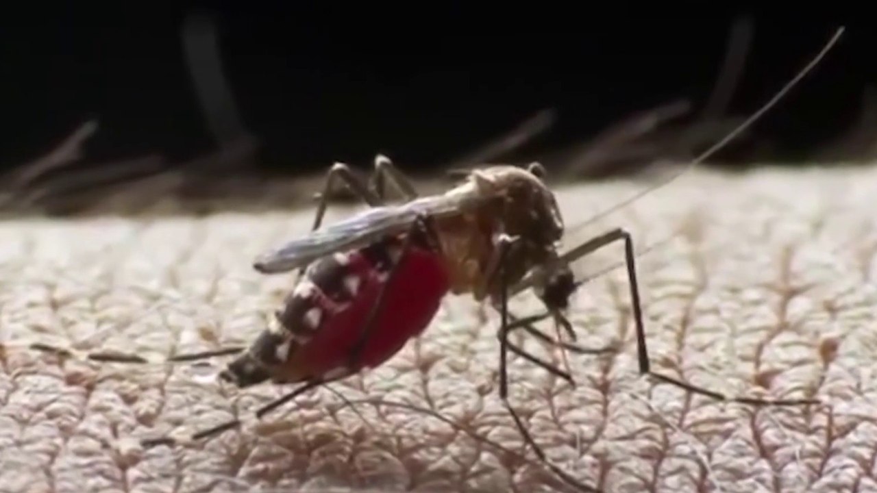 tn7-corrientes-de-agua-causadas-por-lluvias-contribuyen-a-bajar-casos-de-dengue-111124