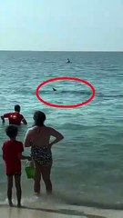 Shark Goes After Swimmers