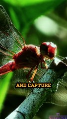 The Aerial Masters: Dragonflies!