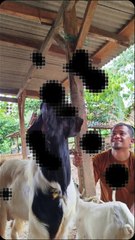 ternak kambing