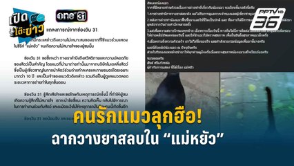 Highlight | สัตวแพทย์ตอบเอง! ดรามาวางยาสลบแมวเข้าฉาก “แม่หยัว” | เปิดโต๊ะข่าว
