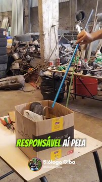 Cobra entre as mais venenosas do Brasil é encontrada em oficina mecânica de Jaraguá do Sul