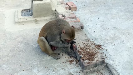 Feeding chane to monkey