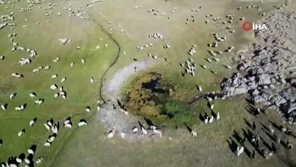 Kayıp koyunlar dronla bulundu! Vanlı öğretmenden örnek hareket
