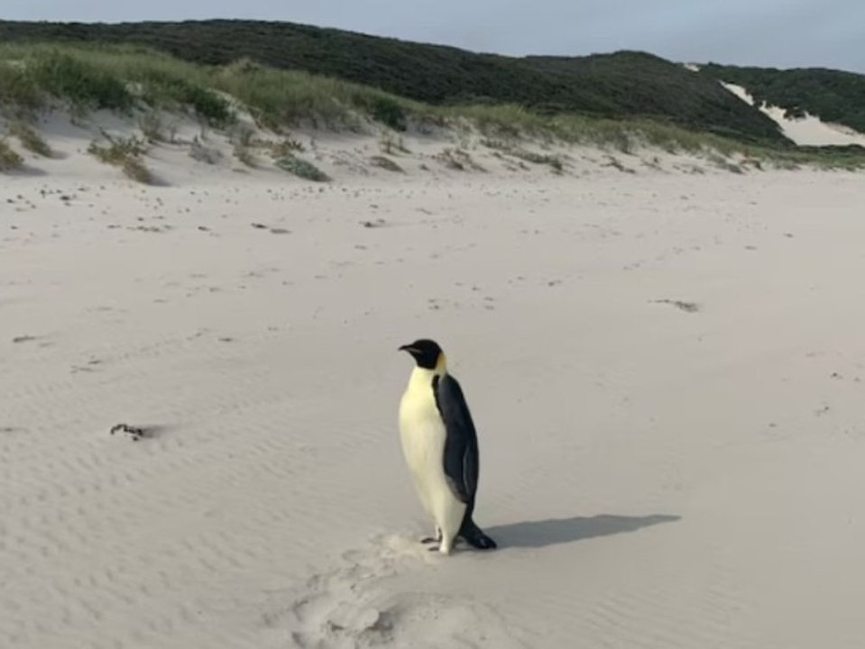 Pinguin schwimmt 3.500 Kilometer und landet am Strand in Australien