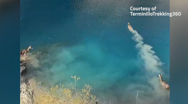 I cervi si tuffano e nuotano nel lago: uno spettacolo unico