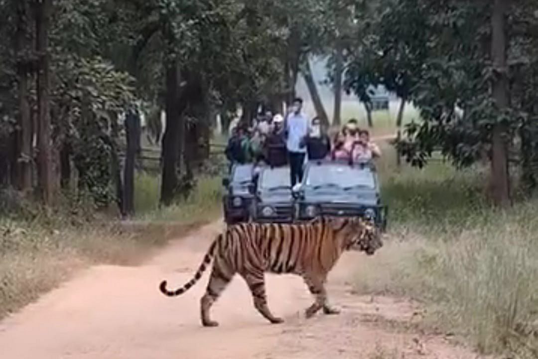 शावकों के साथ बाघिन टी-18 का दीदार कर रोमांचित...