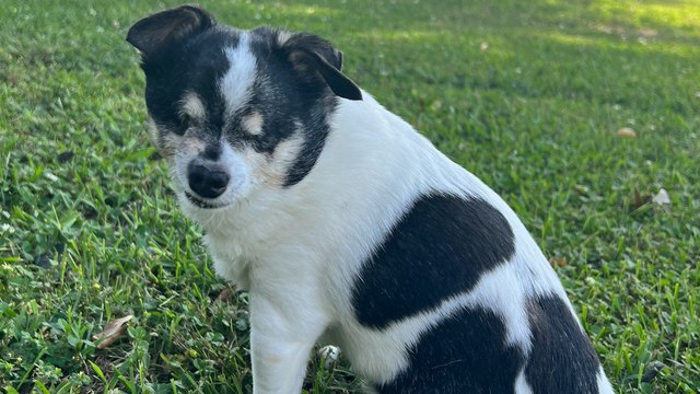 Blind dog navigates her world using verbal cues like careful or walk straight