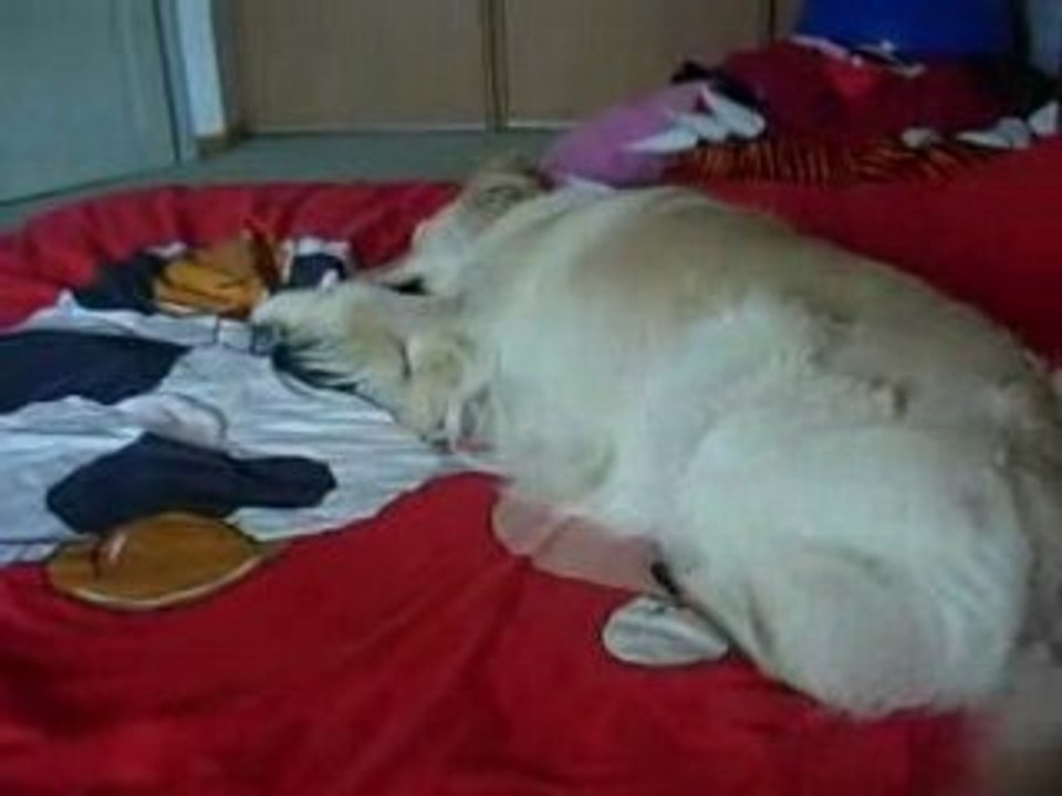 chico pete un plomb