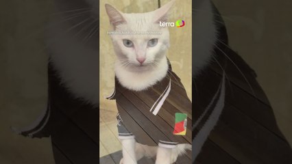 Gata resgatada de enchentes no RS é adotada por policiais, ganha farda e vira ‘delegata’ #shorts