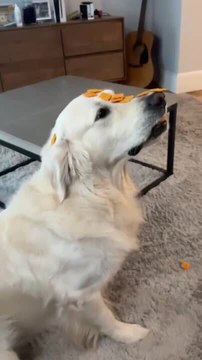 Dog Sits Perfectly Still With Treats on His Face