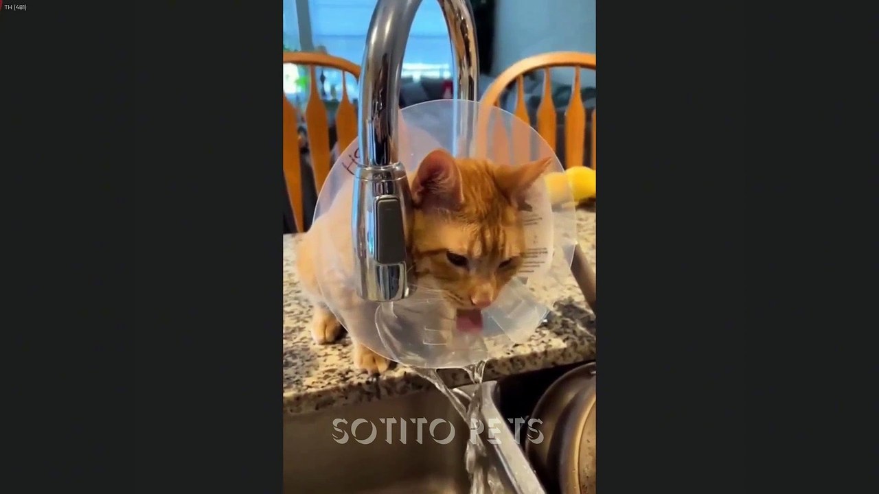 Cats vs Owners 😂 Hilarious Moments You Can't Stop Laughing At