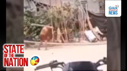 SK Chairman at iba pa na humataw sa aso hanggang mamatay, hinatulang guilty sa paglabag sa Animal Welfare Act | SONA