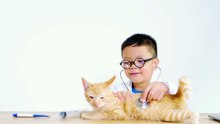 vecteezy_asian-boy-dressed-as-a-doctor-is-treating-a-cat_10925067