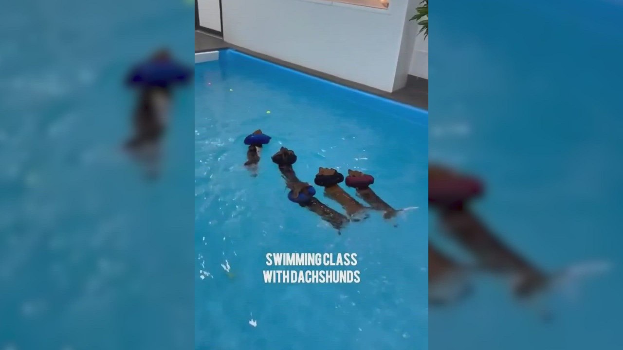La clase de natación de un grupo de pequeños perros salchicha con manguitos que no podrás dejar de ver