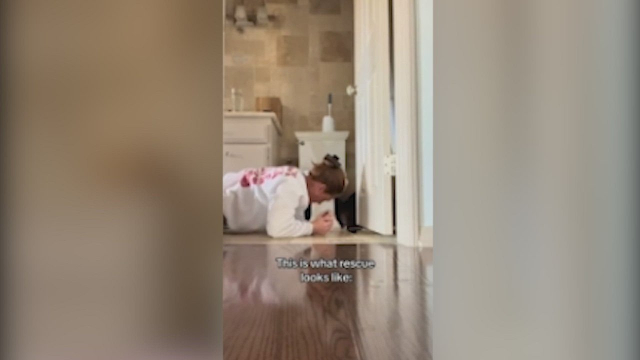 Paciencia, silencio y amor para tres perros escondidos en el baño que fueron rescatados después de ser abandonados