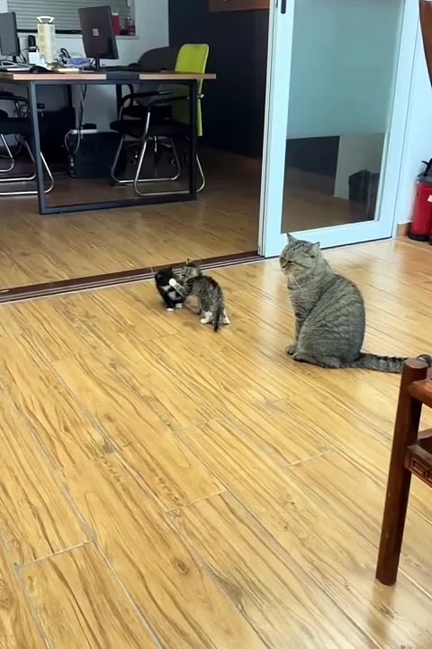 2024 best animals videos #cutecatvideos #funnycatvideos #cuteanimals #funny #reels #shortsvideo  #shorts #animal #funny animals #cat #animals #fyp