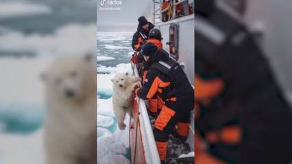 El enternecedor rescate de un oso polar que nos alegra el día y resulta que es obra de la IA