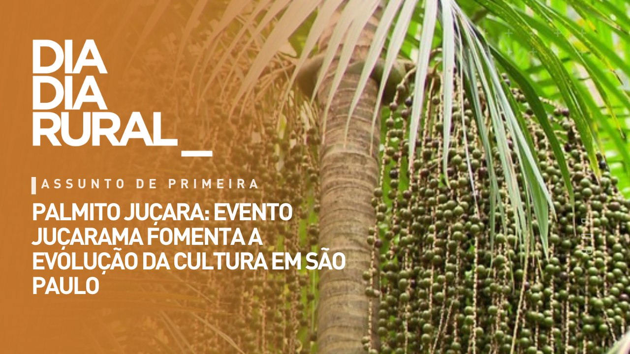 Palmito Juçara: evento Juçarama fomenta a evolução da cultura em São Paulo