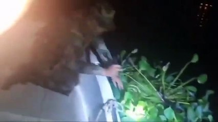 Chaco: se disfrazó de camalote para contrabandear cigarrillos