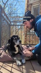 Certified Canine Massage Therapist is giving his dog a massage after their walk!