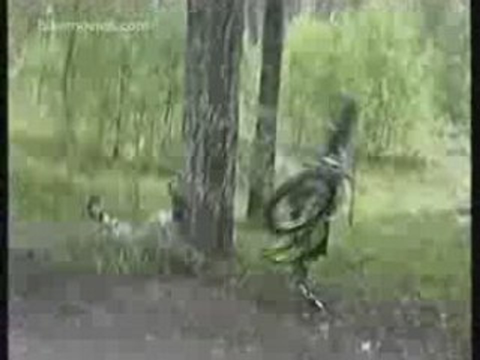 Jackass - Motocross Crash