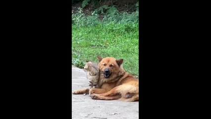 FUNNY CUTE CATS COMPILATION OF 2024 V2 TOP 100 FUNNY CATS CUTE AND FUNNY CATS  COMPILATION_2