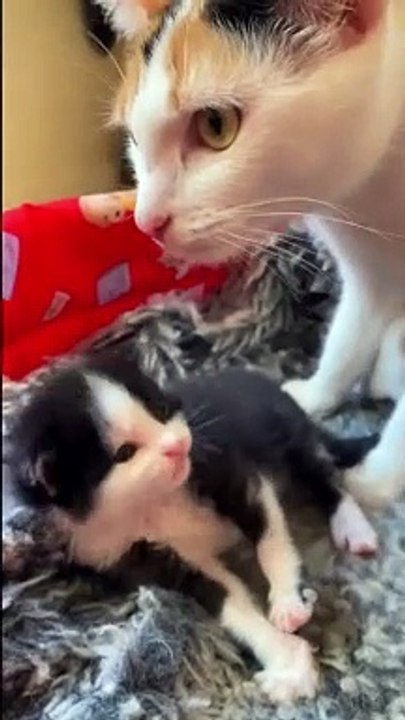 FUNNY CUTE CATS COMPILATION OF 2024 V2 TOP 100 FUNNY CATS CUTE AND FUNNY CATS  COMPILATION