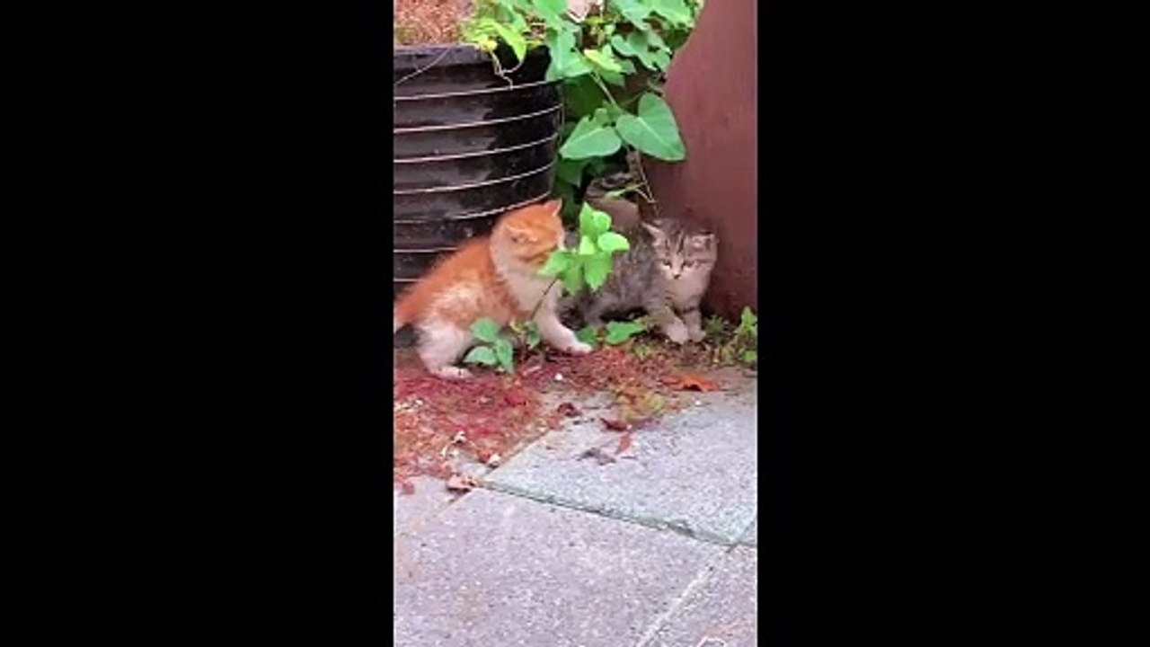 FUNNY CUTE CATS COMPILATION OF 2024 V9 TOP 100 FUNNY CATS CUTE AND FUNNY CATS  COMPILATION