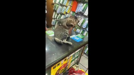 FUNNY CUTE CATS COMPILATION OF 2024 V10 TOP 100 FUNNY CATS CUTE AND FUNNY CATS  COMPILATION_2