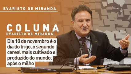 Dia 10 de novembro é o dia do trigo, o segundo cereal mais cultivado e produzido do mundo, após o milho