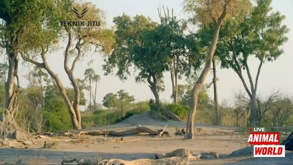 Differences in How Lions Hunt and Leopards Hunt