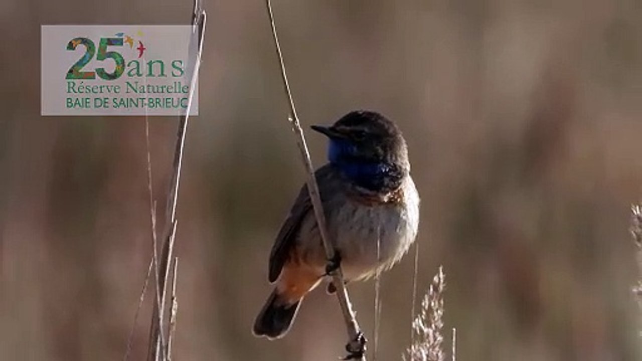 Réserve Naturelle et Nationale Baie de Saint Brieuc . Côtes d'Armor
