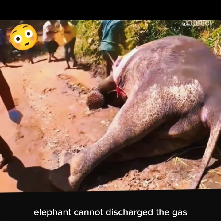 elephant cannot discharged the gas 🐘 | entertainment video