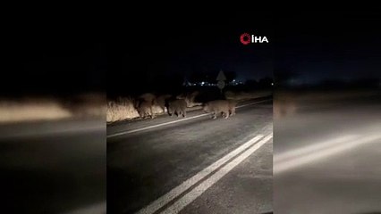 Domuz sürüsü Urfa’yı bastı