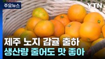 폭염 견딘 제주 감귤...생산량 줄어도 맛은 좋아! / YTN