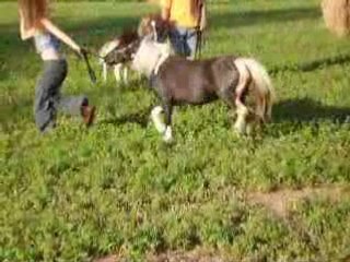 Les Minis du Divina Stela Ranch