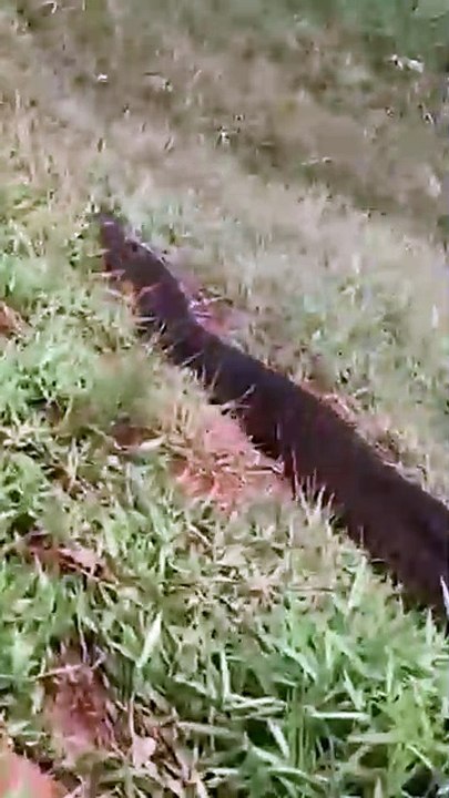 Moradores registram imagens impressionantes de sucuri em Goiás