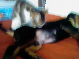 Katkota fait la toilette de sniper 2