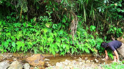 EP.95 - Muitos caracóis no riacho e frutas silvestres