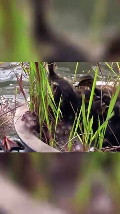 Zauberhafte Entenfamilie 🦆💕 - Schau ihnen beim Schwimmen zu! 🌊