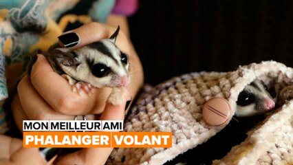 Mon meilleur ami : le phalanger volant