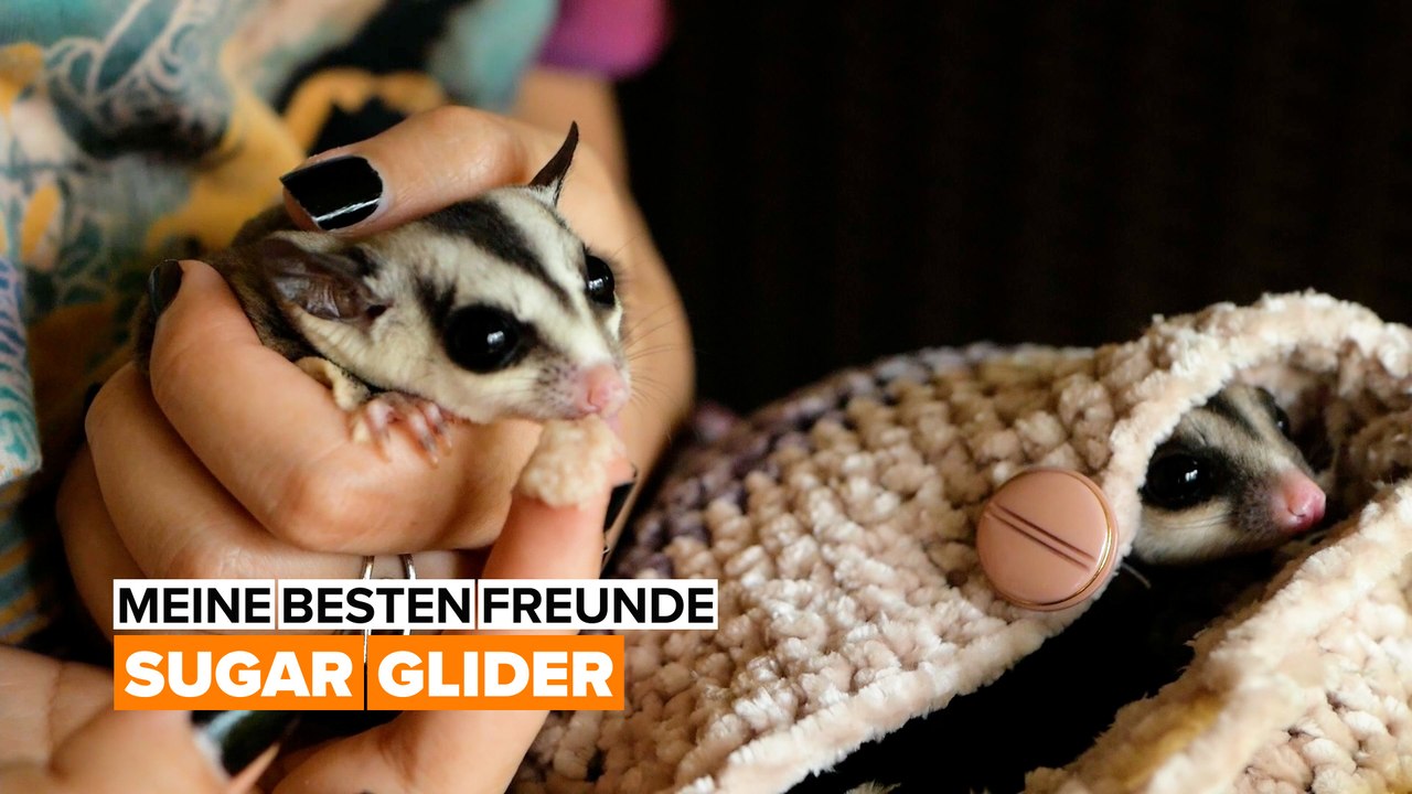 Meine besten freunde: sugar glider