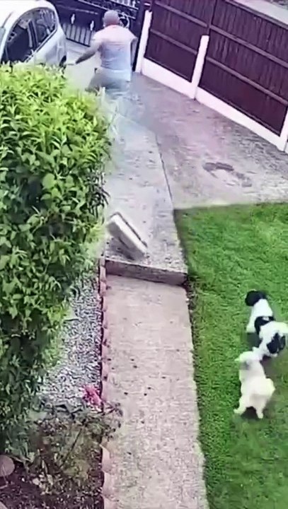 funny videos 1
