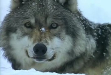 👉 Entre Lobos – Os Segredos da Vida dos Lobos e Como Vivem em Alcateia | Documentário Completo sobre a Natureza Selvagem